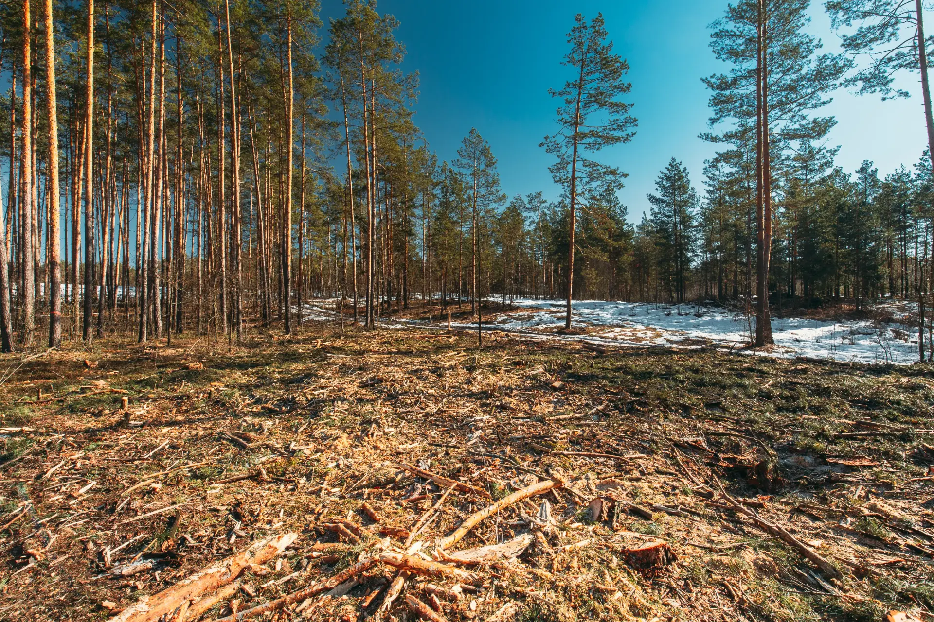 Öppnad yta i skogen efter utförd skogsröjning
